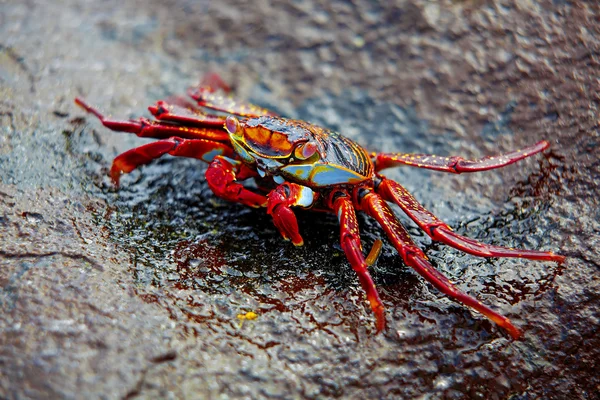 Sally lightfoot crab on Galapagos — Stock Photo, Image