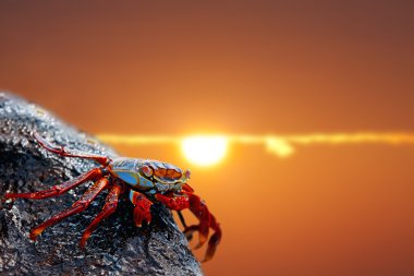 Sally lightfoot crab on Galapagos clipart