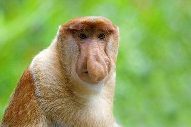 Proboscis monkey clipart