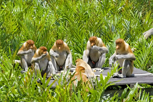 stock image Proboscis monkey