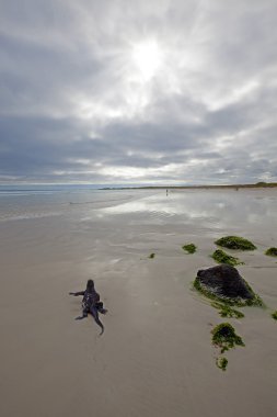 Galapagos deniz iguanası