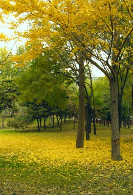 Altın ginkgo