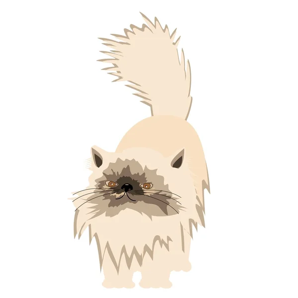 Persisk katt på hvit bakgrunn – stockvektor