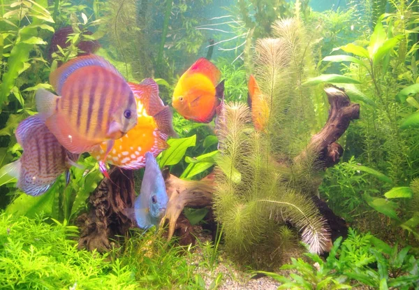 Underwater world with fish in aquarium — Stock Photo, Image