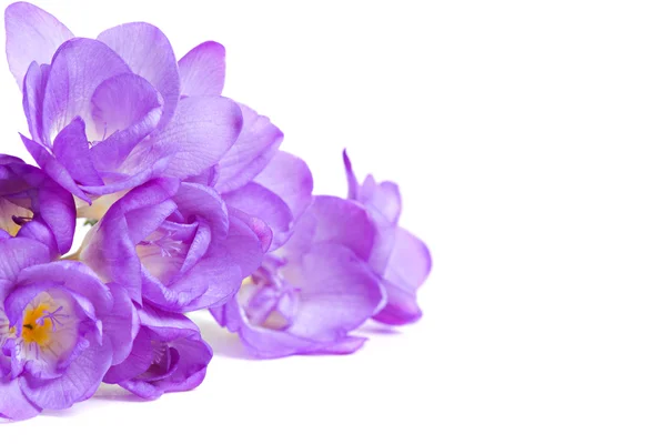 Fresh fresia flowers — Stock Photo, Image
