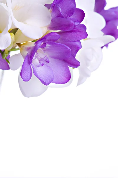 Fresia свіжі квіти — стокове фото