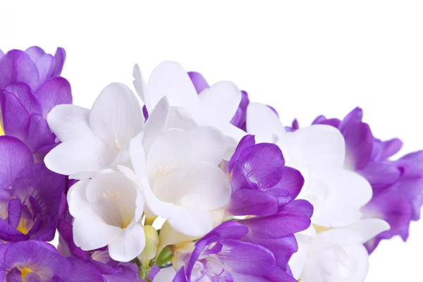 Fresh fresia flowers — Stock Photo, Image