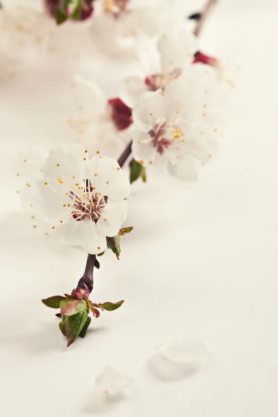 Jarní květy květin. — Stock fotografie