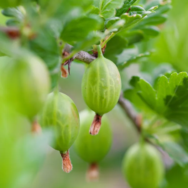 stock image Gooseberries