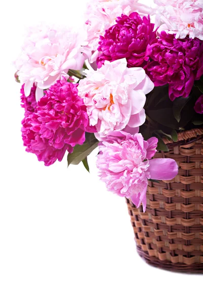 Bouquet of peonies blooms — Stock Photo, Image
