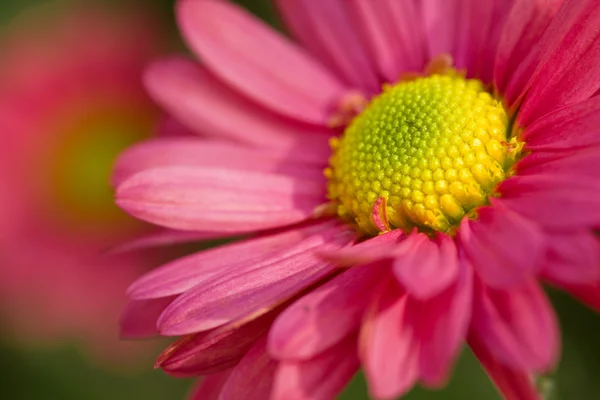 Camomila rosa bonita — Fotografia de Stock