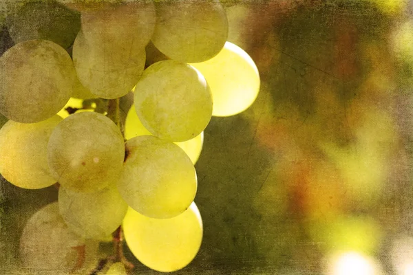 Vintage grapes — Stock Photo, Image