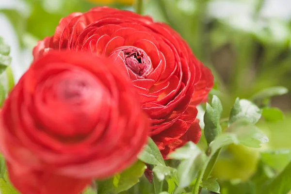 Ranunculus rojo — Foto de Stock