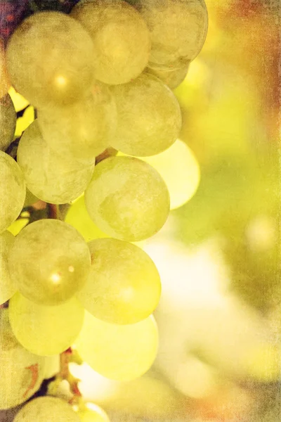 Vintage grapes — Stock Photo, Image