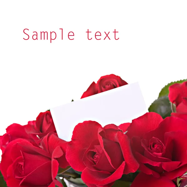 Beautiful roses — Stock Photo, Image