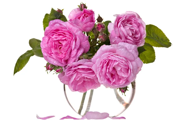 Ολόφρεσκα τριαντάφυλλα ροζ — Φωτογραφία Αρχείου