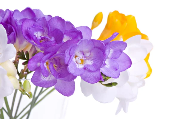 Färska fresia blommor — Stockfoto