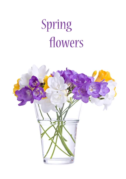 stock image Fresh fresia flowers