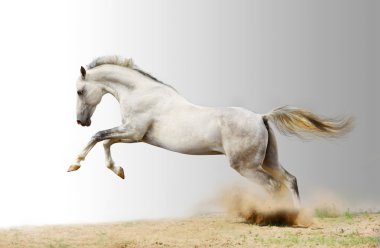 Silver-white stallion clipart