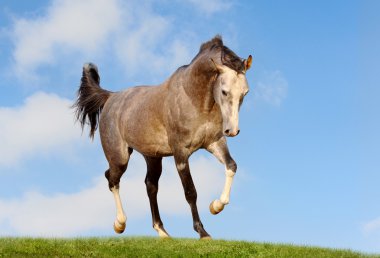 Arab horse in field clipart