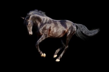 Black stallion isolated clipart