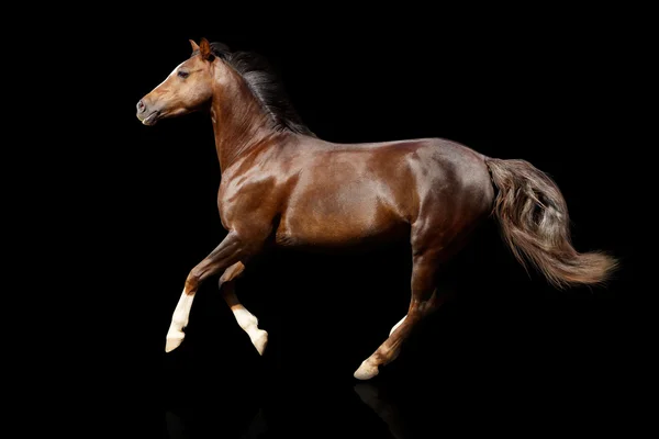 Cavallo su nero isolato — Foto Stock