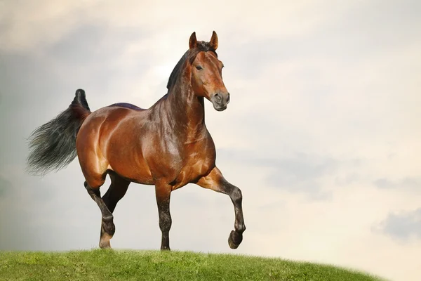 Конь-выездка — стоковое фото