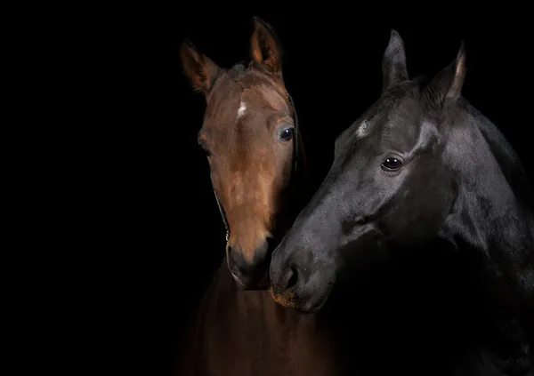 Horses communicating — Stock Photo, Image
