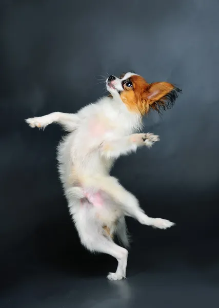 Puppy dancing — Stock Photo, Image