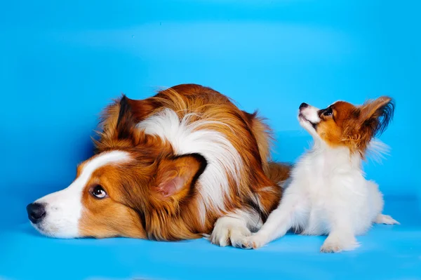 Пограничный колли и щенок-паппилион — стоковое фото