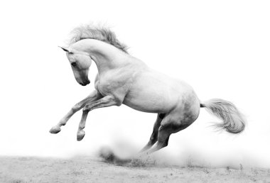 Silver-white stallion clipart