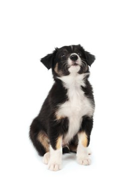 Puppy isolated clipart