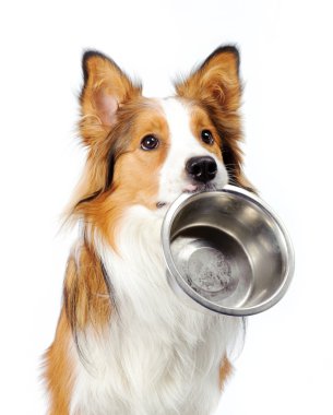 Dog with bowl clipart