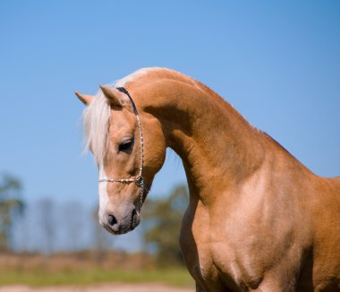 Palomino stallion clipart