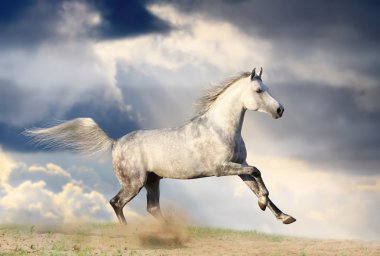 Stallion in dust clipart