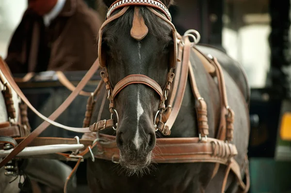 Pferde in Kutschen — Stockfoto