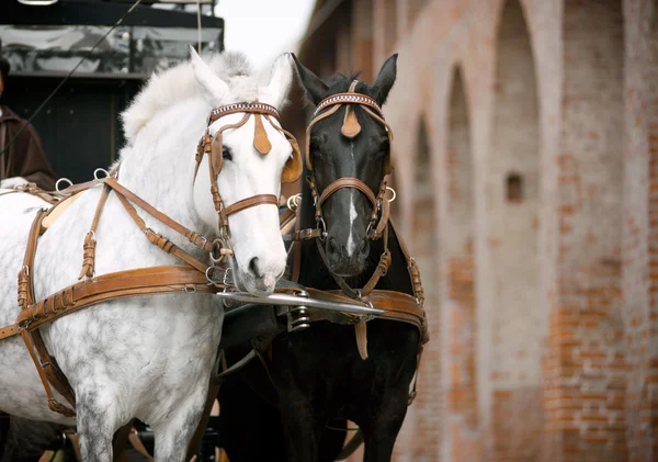 Paarden in vervoer — Stockfoto