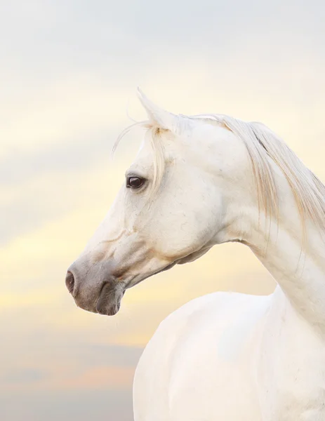 Cavallo bianco — Foto Stock