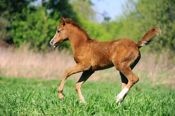 Foal running — Stock Photo, Image