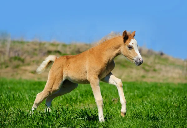 Foal τρέχει — Φωτογραφία Αρχείου