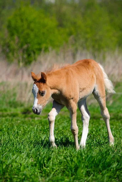 Foal in field — Stock Photo, Image