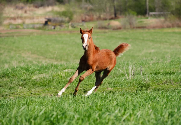 Foal corriendo —  Fotos de Stock