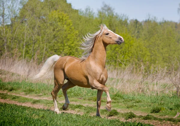 Walking horse — Stockfoto