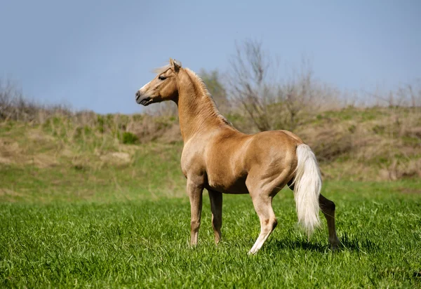 Palomino stallion — стокове фото