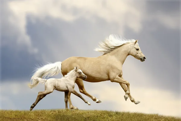 Pony mare and foal — Stock Photo, Image