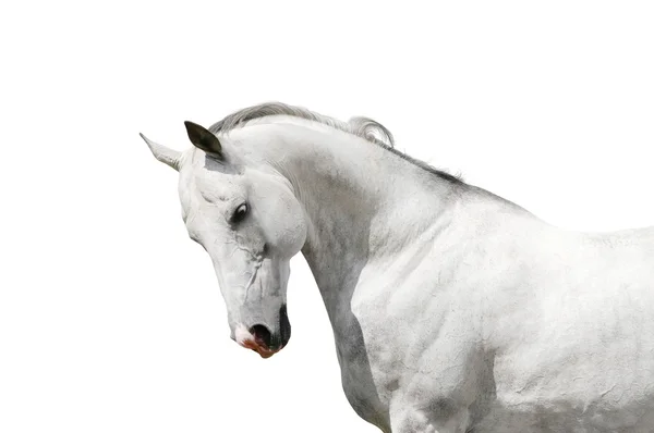 白马Levendige gedicht fragmentenNáčrt rukou na bílém koni — стокове фото