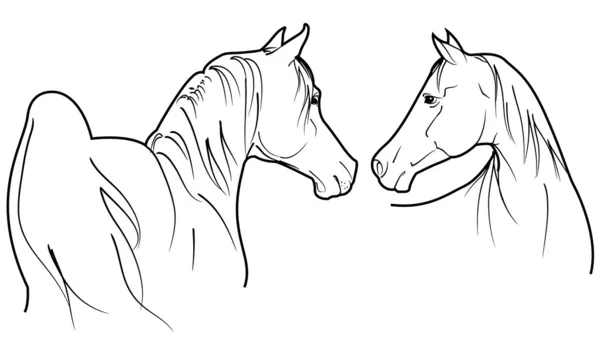 Horses vector — Stock Vector