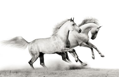 Stallions running clipart