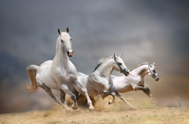 White horses clipart