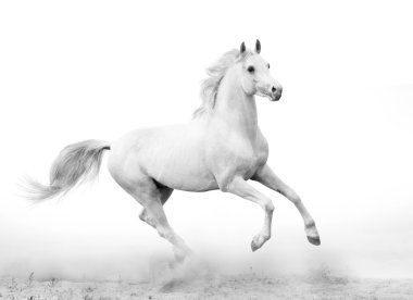 White stallion clipart